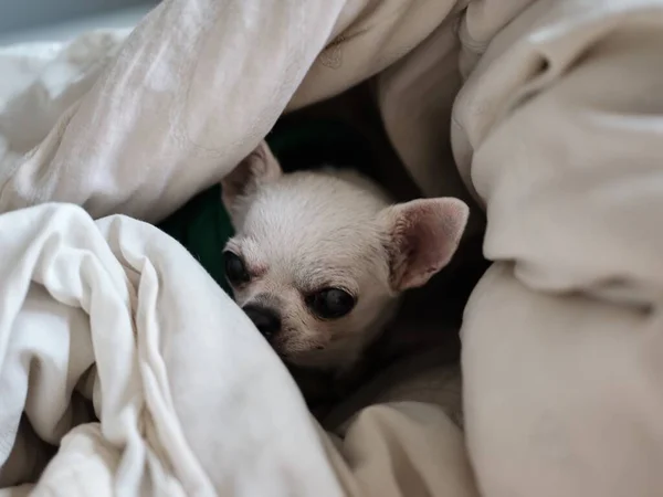 Chihuahua dog sleeping at home on the bed covered with a blanket