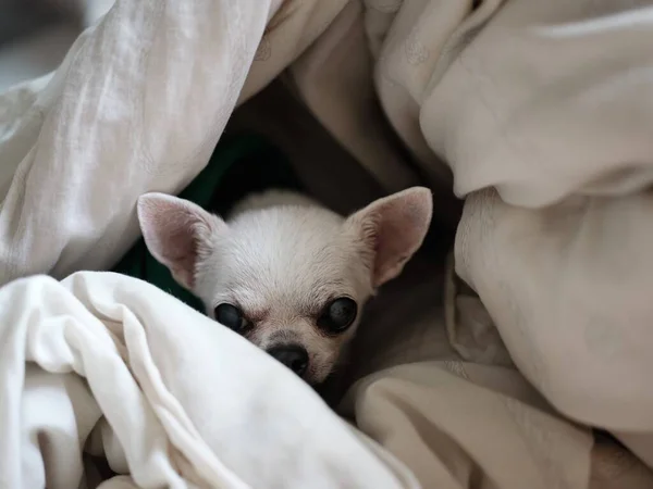 Chihuahua dog sleeping at home on the bed covered with a blanket