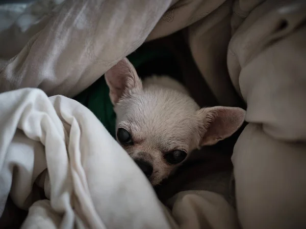 Chihuahua dog sleeping at home on the bed covered with a blanket