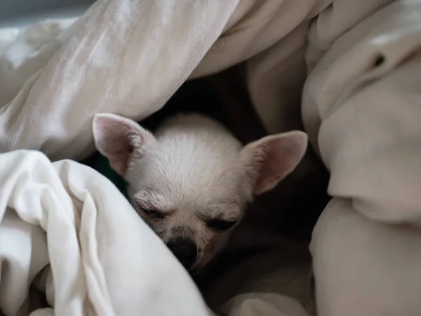 Chihuahua Cão Dormindo Casa Cama Coberta Com Cobertor — Fotografia de Stock
