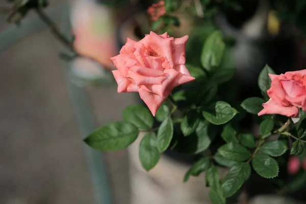 Roses Couleur Pastel Mise Point Douce Petite Profondeur Photo Terrain — Photo