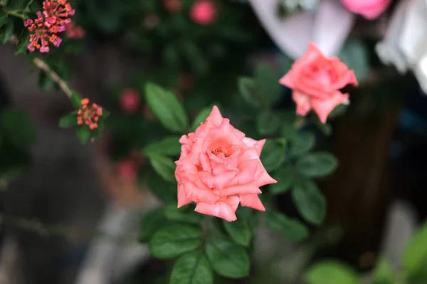 Pastel Colored Roses Soft Focus Small Depth Field Photo Concept — Stock Photo, Image