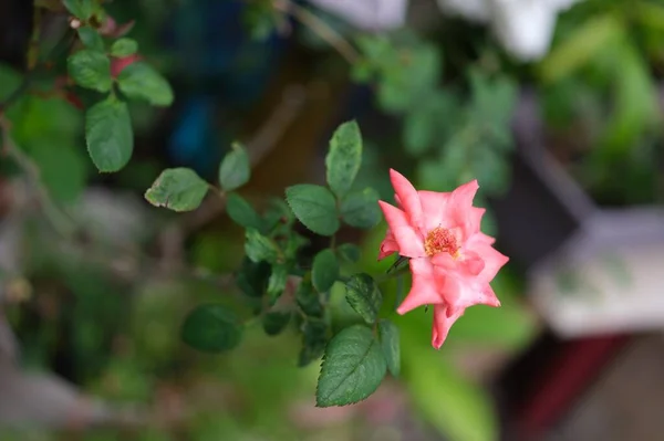 粉红的玫瑰 软聚焦小深度的野外照片 情人节的概念 — 图库照片