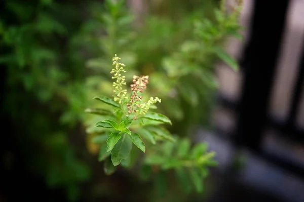 Close up Basil leaf. Green Holy Basil tree . Thai basil