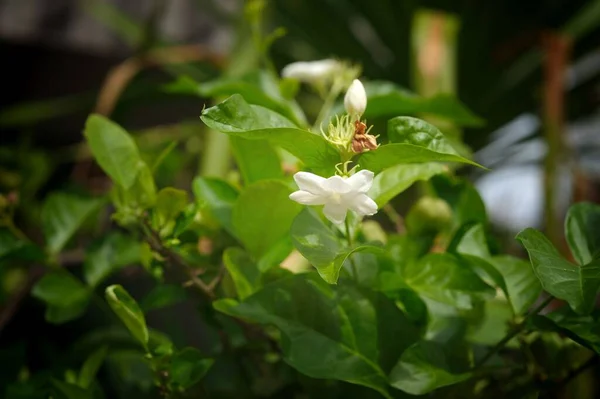 Kwiat Jaśminu Symbol Dzień Matki Tajlandii Miejsce Tekst — Zdjęcie stockowe
