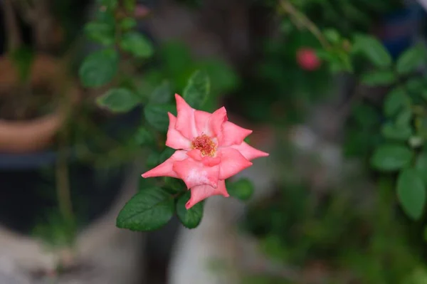 Pastel Colored Roses Soft Focus Small Depth Field Photo Concept — Stock Photo, Image