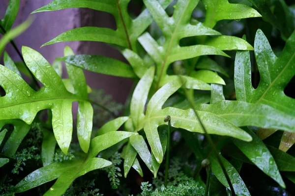 观赏植物叶片 概念自然背景上的水滴 — 图库照片