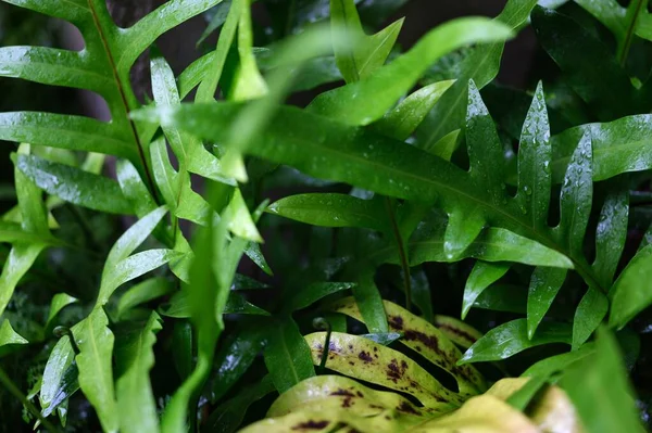 Water Drops Wart Fern Leaf Ornamental Foliage Fern Concept Natural — Stockfoto