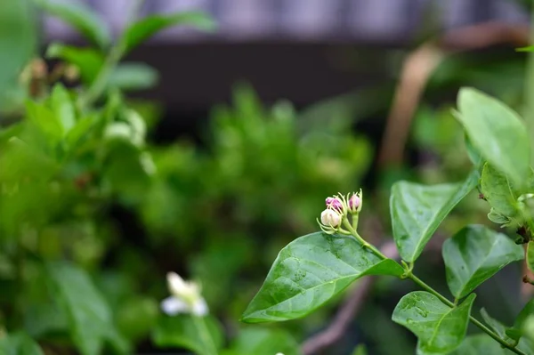 Gelsomino Fiore Simbolo Della Festa Della Mamma Thailandia Spazio Testo — Foto Stock