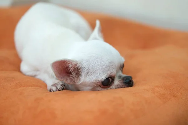 Chihuahua Dog Orange Cushions — Stockfoto