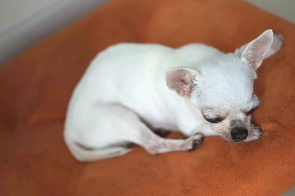 Chihuahua Pies Pomarańczowych Poduszkach — Zdjęcie stockowe
