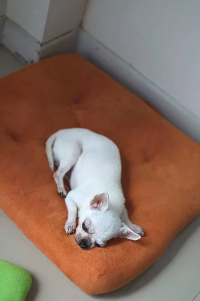Chihuahua Dog Orange Cushions — Fotografia de Stock