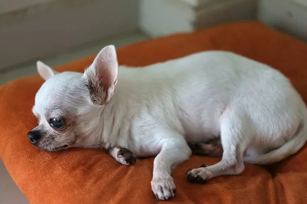 Chihuahua Perro Los Cojines Color Naranja —  Fotos de Stock