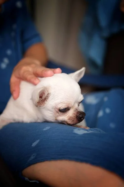 Frau Sitzt Mit Einem Chihuahua Hund Auf Einem Stuhl — Stockfoto