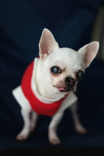 Chihuahua Dog Concept Santa Claus Christmas — 스톡 사진