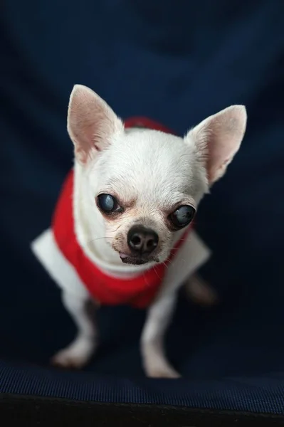 Собака Чоуахуа Кличке Санта Клаус — стоковое фото