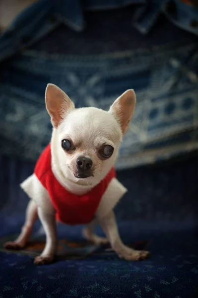 Chihuahua Hund Konzept Weihnachtsmann Weihnachten — Stockfoto