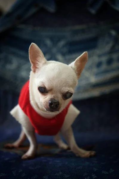 Chihuahua Dog Concept Santa Claus Christmas — Stockfoto