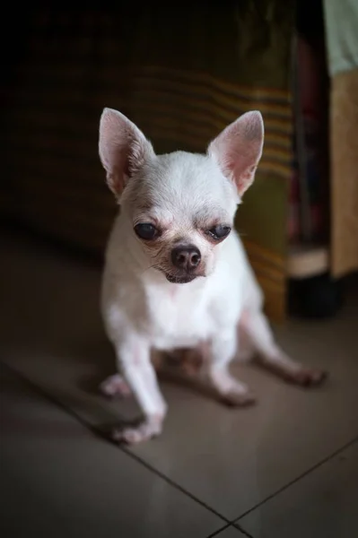 Sad Chihuahua Dog Home — Fotografia de Stock