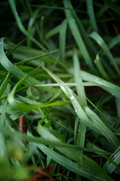 Beautiful Natural Background Green Grass Dew Water Drops — 图库照片