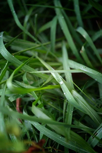 Beautiful Natural Background Green Grass Dew Water Drops — Stockfoto