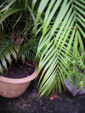 Tropikal bitki örtüsü. Konsept SPA, freash