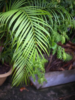 Tropikal bitki örtüsü. Konsept SPA, freash