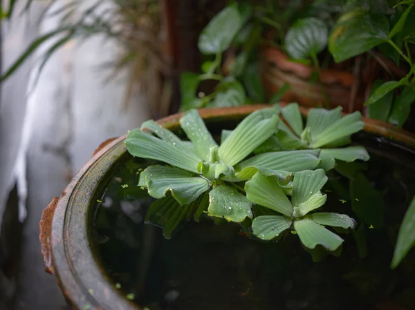 Water Lettuce Pistia Stratiotes Linnaeus Water Water Drop — стокове фото