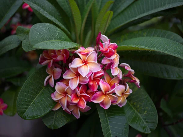 Падіння Води Фоні Тропічної Квітки Франгіпані Концепція Spa Freash — стокове фото