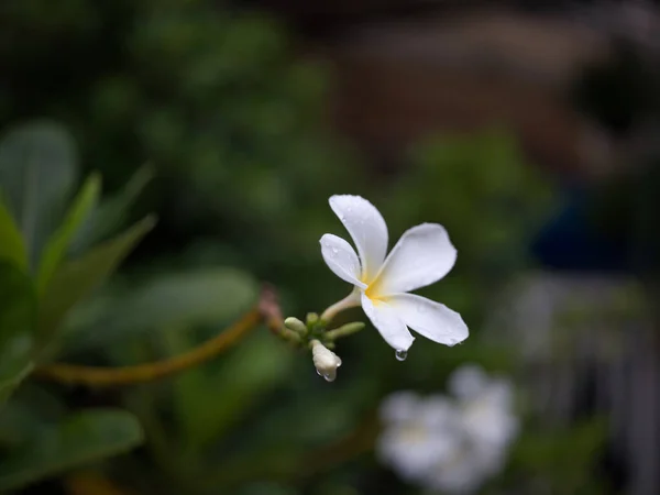 Water Drop Tropical Frangipani Flower Nature Background Concept Spa Freash — Stok fotoğraf