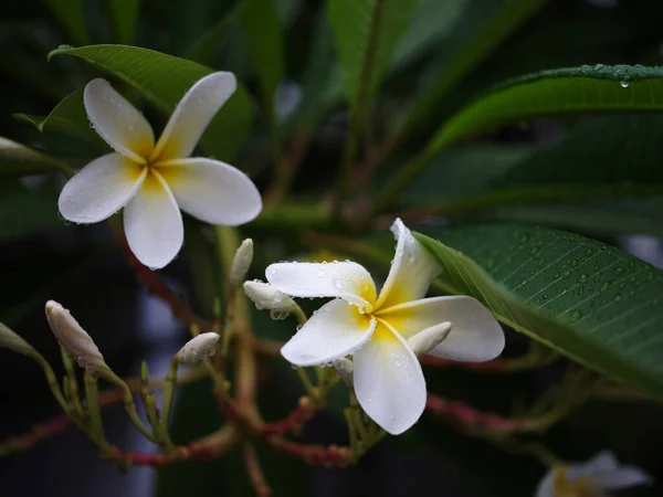 Water Drop Tropical Frangipani Flower Nature Background Concept Spa Freash — Fotografia de Stock