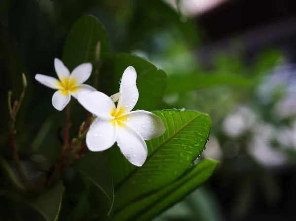 Water Drop Tropical Frangipani Flower Nature Background Concept Spa Freash — 图库照片