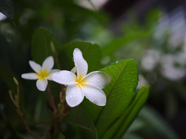 Water Drop Tropical Frangipani Flower Nature Background Concept Spa Freash — ストック写真