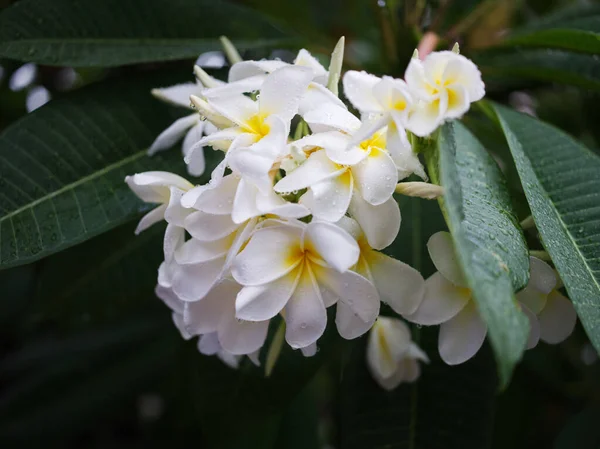 Падіння Води Фоні Тропічної Квітки Франгіпані Концепція Spa Freash — стокове фото