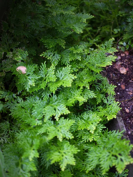 Ropical Fern Nature Backtground Concept Spa Freash — Stockfoto