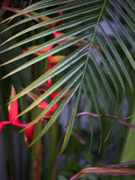 tropical foliage nature background . Concept SPA , freash