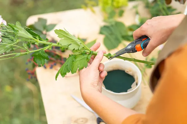 Close Vrouwelijke Handen Afgesneden Stam Van Bush Paarse Chrysant Handgemaakt — Stockfoto