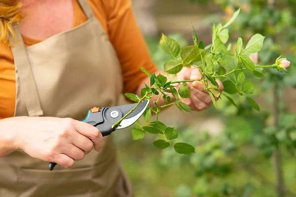 Middelbare Vrouw Bloemist Tuinier Beige Schort Snijwonden Steeg Close Van — Stockfoto