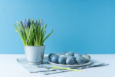 Paskalya yumurtaları ve Muscari süs kovasında açık mavi arka planda.