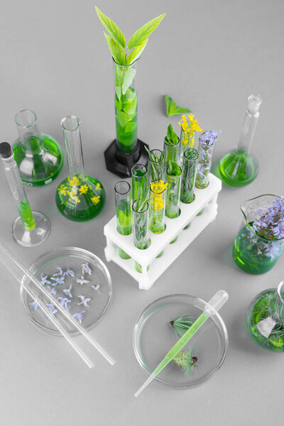Test tubes and flasks and petri dish with plants and green liquid on gray background. Biological research in Laboratory. Research in field of oncology and virology.