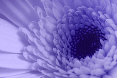 Gerbera çiçeğinin iç taç yapraklarını yakından çek. Ön planda bulanıklık. Magenta rengi. Formalite icabı. Çok güzel..