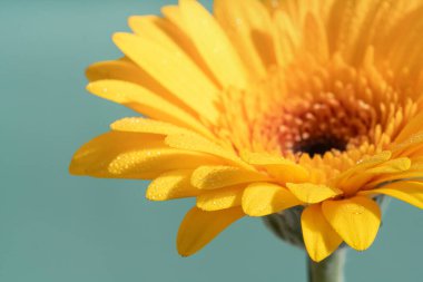Bir çiçeğin ön taç yapraklarının yakın çekimi. Yeşil arka planda parlak, taze bir Gerbera çiçeği. Makro çekim.