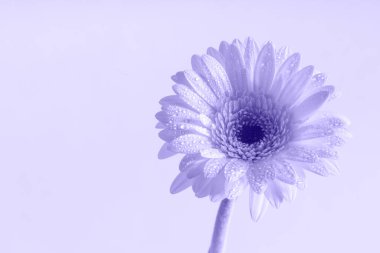 Sabah çiğ tanesinde narin, bekar Gerbera çiçeği. Monokrom görüntüsü. Arka planda izole edilmiş. Boşluğu kopyala.