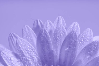 Çiyli çiçek yapraklarının yatay bileşimi. Macro vuruldu. Boşluğu kopyala.