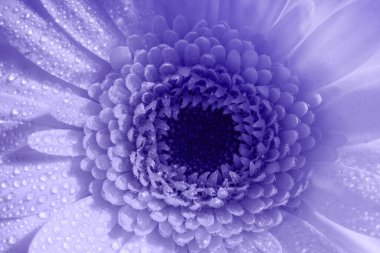 Gerbera çiçeğinin içindeki iç küçük yaprakların üzerindeki sabah çiğ tanesinin yakın çekimi. Seçici odak.