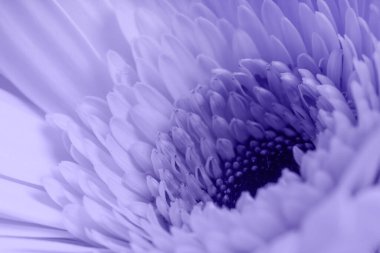 Gerbera çiçeğinin iç taç yapraklarının yakın plan çekimi. Ön planda bulanıklık. Magenta rengi. Formalite icabı. Çok güzel..