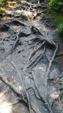 Ağaç kökleri olan dağ yolu. Yazın kozalaklı ormanda yürüyüş. Turizm ve seyahat