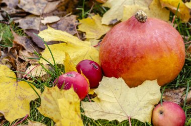 Küçük bir portakal kabağı ve kırmızı elmalar sarı sonbahar yapraklarında yatıyor.
