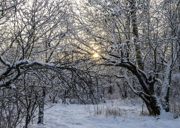 Invierno Bosque Cubierto Nieve Atardecer —  Fotos de Stock