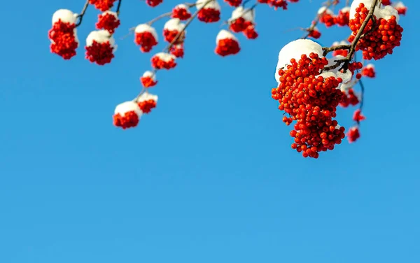 青い空と他の山灰の枝に対して雪のキャップに赤い山灰の束 — ストック写真